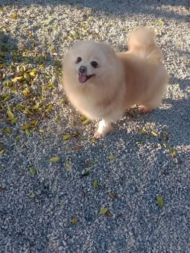 Spitz alemão fêmea castrada. Adulta. Super docil e Meiga