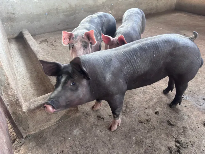 Futuros Reprodutores