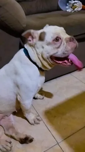 Bulldog inglês e uma American Bully