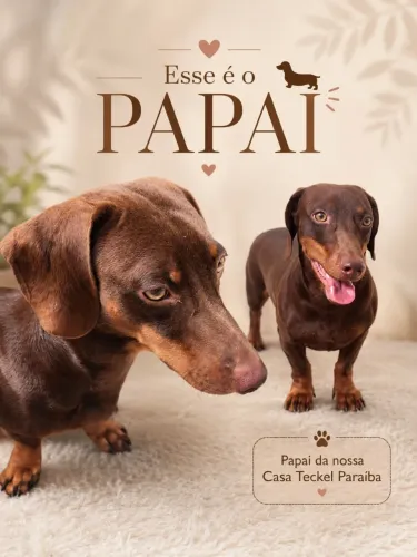 Dachshund Miniatura