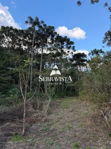 Terreno para chácara com araucárias - 34.500 m2