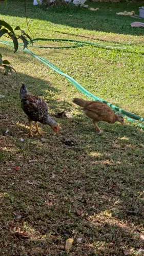 Pintinhos caipira