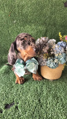 Dachshund mini Alerquim - 