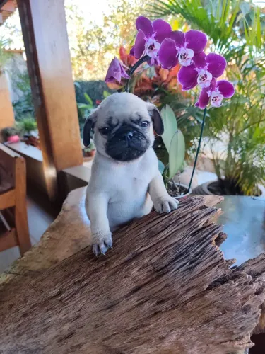Pug macho 