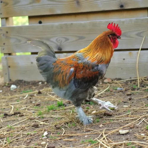 Galos de raças Marans Brahma Gigante Negro Polonês