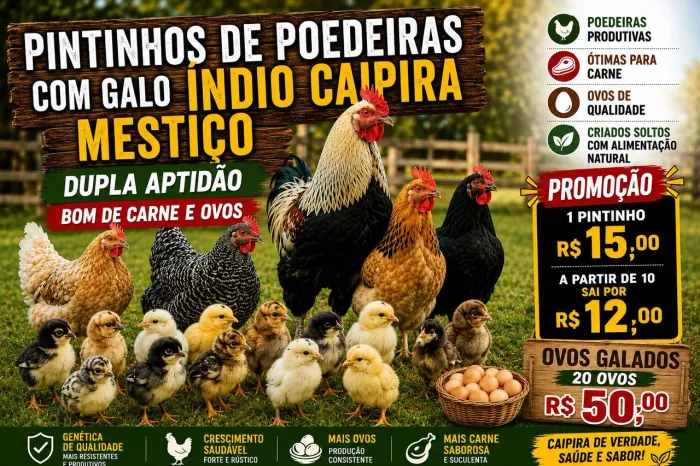 Pintos de poedeira com galo indio mestiç