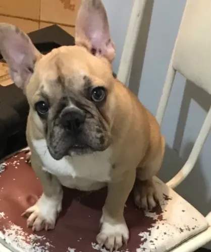 Buldogue francês 