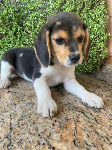 beagle porte medio