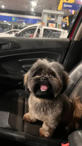 Shih tzu puro de 2 anos está procurando uma namorada