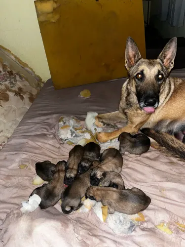 Pastor belga de malinois 