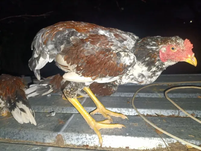 Frango caipira 