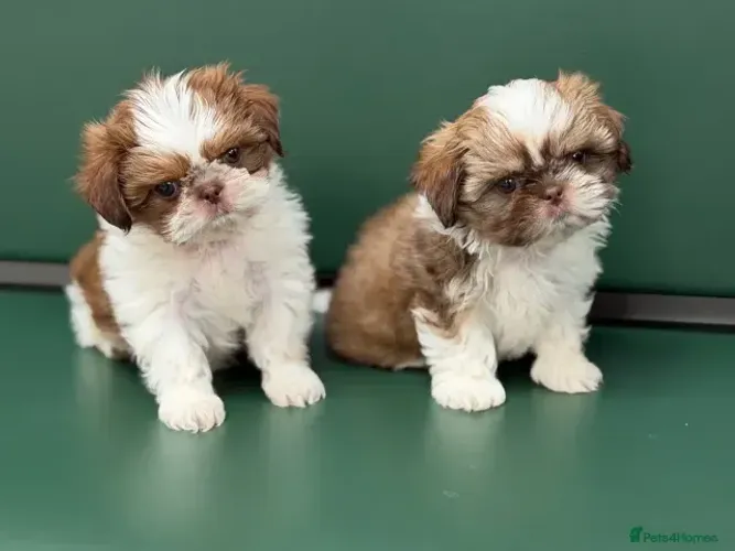Neném Shih tzu/ shihtzu fofinhos e muito companheiros