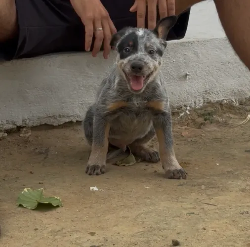 Blue Heeler filhote 