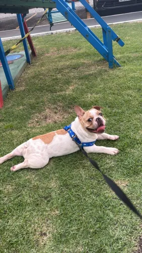 Buldogue francês para cruza 