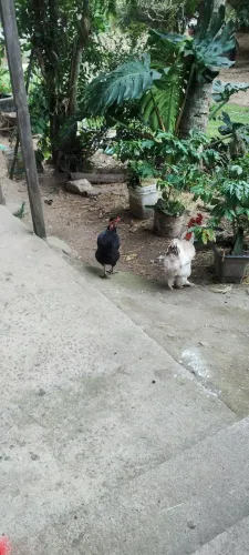 Galo Brahma polaco