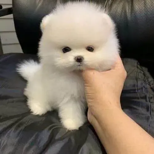 Filhote Spitz Alemão, Seu Novo Melhor Amigo Está Apenas a Um Passo!