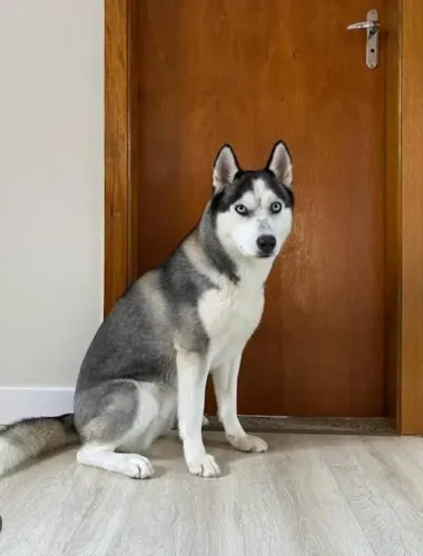Husky siberiano fêmea 8 meses 