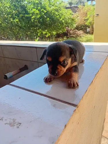 pinscher *