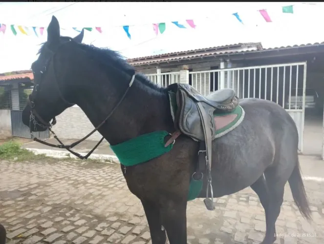 Égua de esteira a venda!
