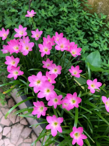 LIRIO DO VENTO ROSA