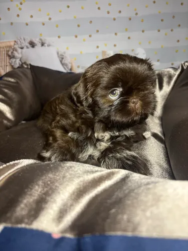 Filhote de shih tzu fêmea chocolate