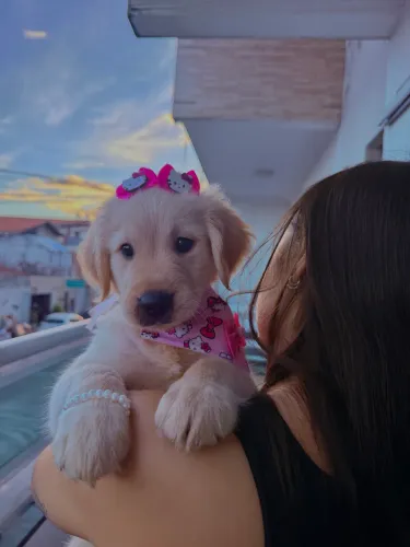 Filhote golden retriver fêmea (PROMOÇÃO)