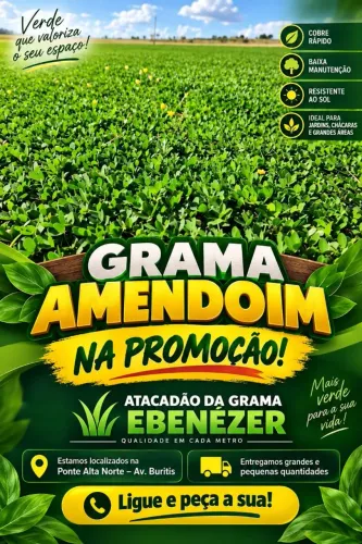 Grama amendoim 20,00 reais o metro