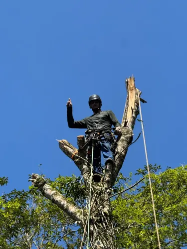 Poda de árvores é retirada de plantas invasoras