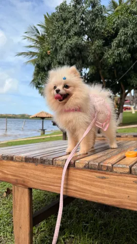Vendo Lulu da pomerania anã (fêmea)