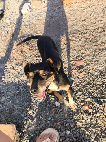Cachorrinha para adoção