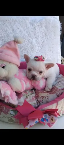 Bull menina