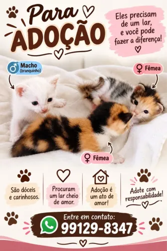Adoção responsável gatinhos 