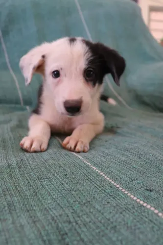 Filhotes de border collie com pedigree 