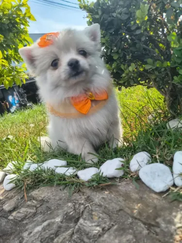 Fêmea linda de Spitz última disponível 2,300 a vista