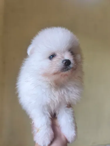Estou com lindo filhote de spitz alemão à procura de um lar