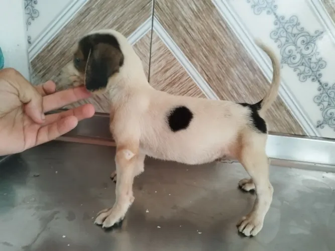 Filhote de beagle com Fox serrano