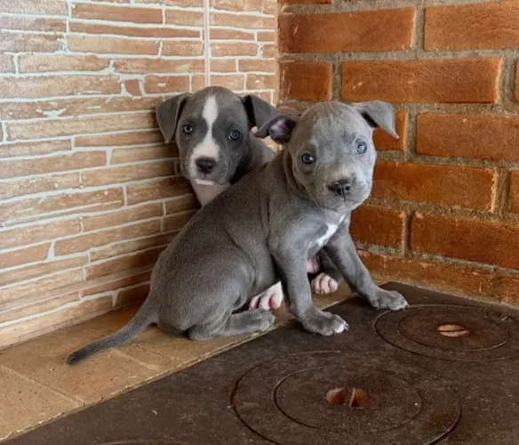 Filhotes cheios de amor e diversão