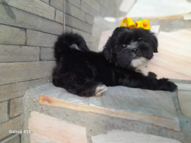 Lindos Shih-tzu machinhos,porte pequenos