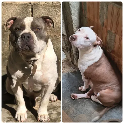 Filhotes de Pit Bull x American Bully