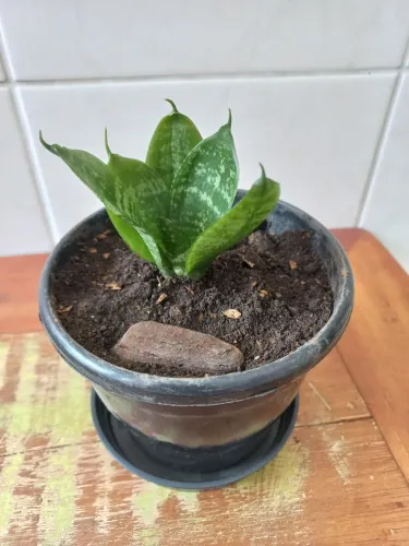 Planta Sansevieria - mini espada de São Jorge - Mooca /SP