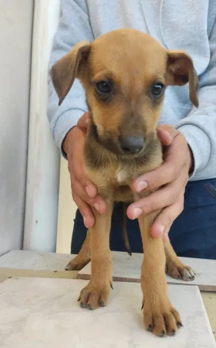 Doação de cachorros 
