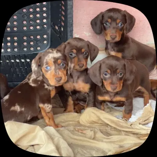 Basset Dachshund pronto para novos momentos felizes