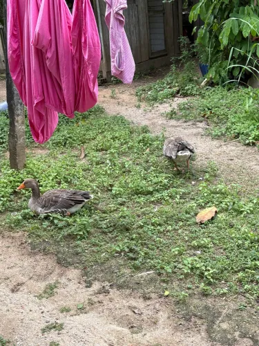 Casal de Ganso a venda 