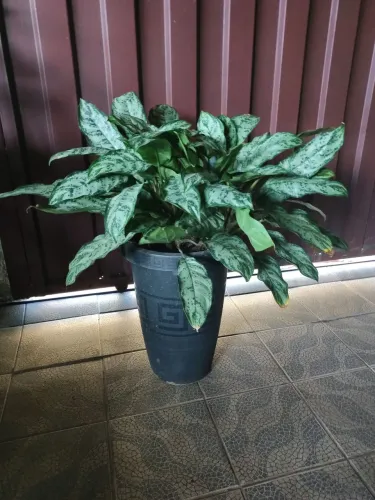 Planta Maranta vaso 30 litros 7 mudas bem cuidada