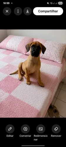 Doação responsável