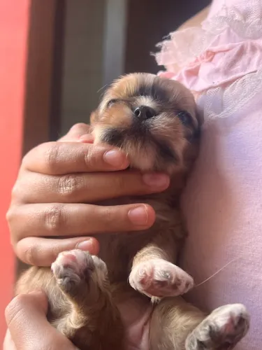 cachorro shih tzu- O amor mais puro para sua família