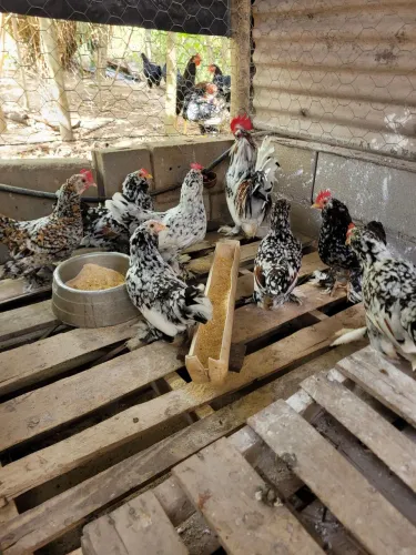 Galinhas