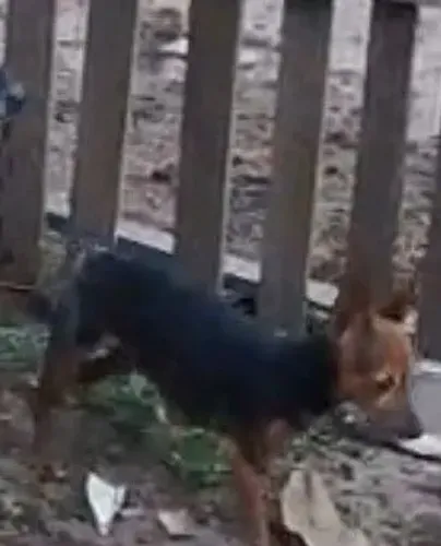Pinscher