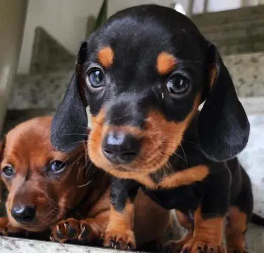 Maravilhosos!!! Salsichas/Teckel com Pedigree!