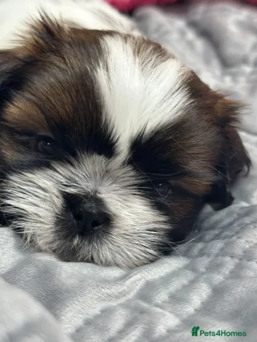 Filhote de cachorro shih tzu/shitzu dócil brincalhão e saudável